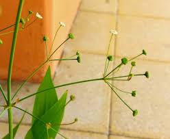 Attēlu rezultāti vaicājumam “Alisma lanceolatum”