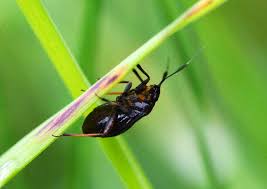 Attēlu rezultāti vaicājumam “Capsus ater”