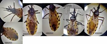 Attēlu rezultāti vaicājumam “Tritomaria exsecta”