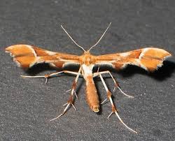 Attēlu rezultāti vaicājumam “Cnaemidophorus rhododactyla”