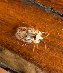 Attēlu rezultāti vaicājumam “Orthezia urticae”