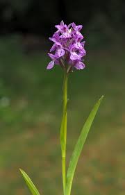 Attēlu rezultāti vaicājumam “Dactylorhiza cruenta leaf”