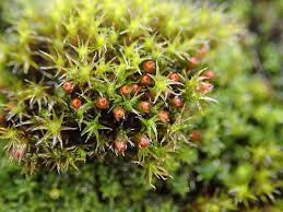 Attēlu rezultāti vaicājumam “Schistidium robustum”