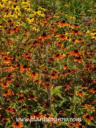 Image result for Rudbeckia Paradisio