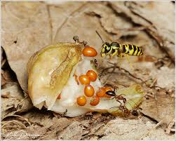 Attēlu rezultāti vaicājumam “Physarum ovisporum macro”