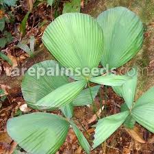 Attēlu rezultāti vaicājumam “Lycogala persicum”