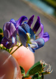 Attēlu rezultāti vaicājumam “Medicago sativa subsp. falcata leaf”