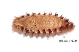 Attēlu rezultāti vaicājumam “Megatoma undata”