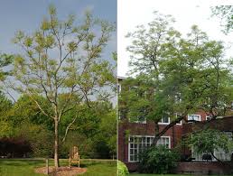 Attēlu rezultāti vaicājumam “Gymnocladus dioicus”