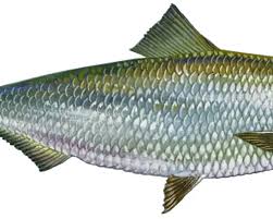 Image result for Alosa chrysochloris