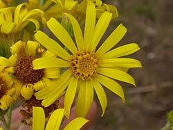 Attēlu rezultāti vaicājumam “Jacobaea paludosa leaf”