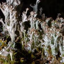 Attēlu rezultāti vaicājumam “Cladonia phyllophora”