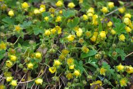 Attēlu rezultāti vaicājumam “Potentilla arenaria leaf”
