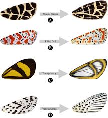 Attēlu rezultāti vaicājumam “Arctiidae”