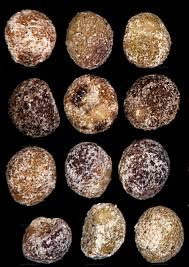 Attēlu rezultāti vaicājumam “Cuscuta epithymum subsp. trifolii”