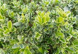 Attēlu rezultāti vaicājumam “Euonymus”
