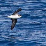 Image result for Pterodroma feae