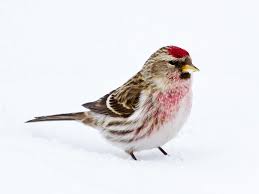 Attēlu rezultāti vaicājumam “Carduelis flammea female”
