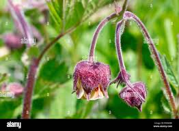 Attēlu rezultāti vaicājumam “Geum rivale bud”