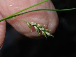 Attēlu rezultāti vaicājumam “Carex capillaris”