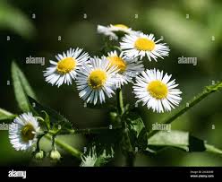 Attēlu rezultāti vaicājumam “Erigeron annuus flower”