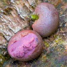 Attēlu rezultāti vaicājumam “Lycogala fuscoolearium macro”