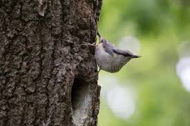 Attēlu rezultāti vaicājumam “Sitta europaea nest”