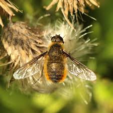 Attēlu rezultāti vaicājumam “Bombyliidae”
