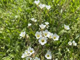 Attēlu rezultāti vaicājumam “Saxifraga granulata flower”