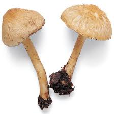 Attēlu rezultāti vaicājumam “Inocybe lanuginosa”