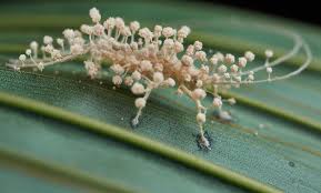 Attēlu rezultāti vaicājumam “Cordyceps polyarthra”
