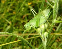 Attēlu rezultāti vaicājumam “Tettigonia cantans”