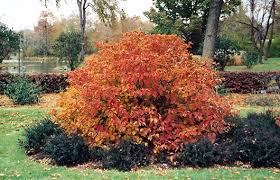 Attēlu rezultāti vaicājumam “Fothergilla major”