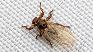 Attēlu rezultāti vaicājumam “Alloeotomus sp.”