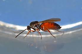 Attēlu rezultāti vaicājumam “Andricus quercuscorticis”