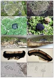 Attēlu rezultāti vaicājumam “Megalaria grossa”