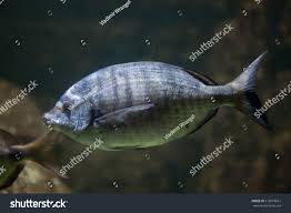 Image result for Diplodus sargus
