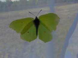 Attēlu rezultāti vaicājumam “Gonepteryx rhamni upperside”