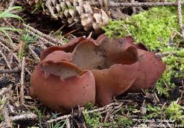 Attēlu rezultāti vaicājumam “Peziza badia”