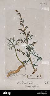 Attēlu rezultāti vaicājumam “Artemisia campestris leaf”