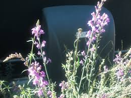 Image result for Linaria purpurea
