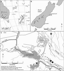 Attēlu rezultāti vaicājumam “Riccia cavernosa”