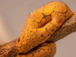 Attēlu rezultāti vaicājumam “Metatrichia vesparia”