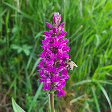 Attēlu rezultāti vaicājumam “Dactylorhiza cruenta flower”