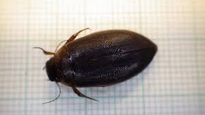 Attēlu rezultāti vaicājumam “Colymbetes striatus”