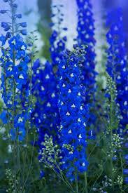 Attēlu rezultāti vaicājumam “Delphinium elatum  flower”