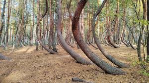 Image result for лес,