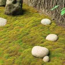 Attēlu rezultāti vaicājumam “Bryum funkii macro”