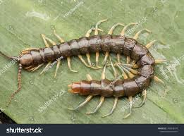 Attēlu rezultāti vaicājumam “Lithobius forficatus”