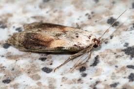 Attēlu rezultāti vaicājumam “Aphomia sociella male”